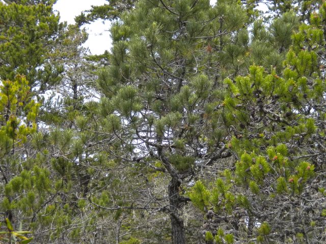 針葉樹 マツ科マツ属 植物生態学覚え書き