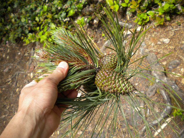 針葉樹 マツ科マツ属 植物生態学覚え書き